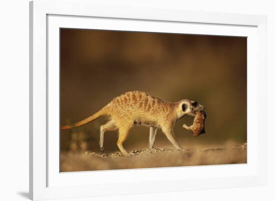 Meerkat Carrying Yearling in Mouth-Paul Souders-Framed Photographic Print