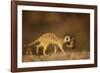 Meerkat Carrying Yearling in Mouth-Paul Souders-Framed Photographic Print