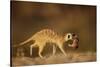 Meerkat Carrying Yearling in Mouth-Paul Souders-Stretched Canvas