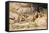 Meerkat Clean Out New Hole for Refuge-null-Framed Stretched Canvas