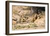 Meerkat Clean Out New Hole for Refuge-null-Framed Photographic Print