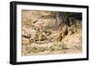 Meerkat Clean Out New Hole for Refuge-null-Framed Photographic Print