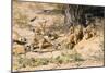 Meerkat Clean Out New Hole for Refuge-null-Mounted Photographic Print