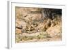 Meerkat Clean Out New Hole for Refuge-null-Framed Photographic Print