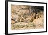 Meerkat Clean Out New Hole for Refuge-null-Framed Photographic Print