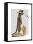 Meerkat Cowboy-Fab Funky-Framed Stretched Canvas