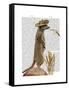 Meerkat Cowboy-Fab Funky-Framed Stretched Canvas