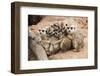 Meerkat Family are Sunbathing.-nattanan726-Framed Photographic Print