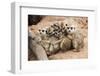 Meerkat Family are Sunbathing.-nattanan726-Framed Photographic Print