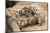 Meerkat Family are Sunbathing.-nattanan726-Mounted Photographic Print