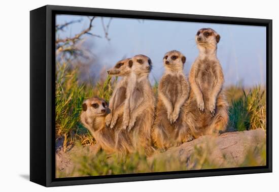 Meerkat Family II-Howard Ruby-Framed Stretched Canvas