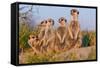 Meerkat Family II-Howard Ruby-Framed Stretched Canvas
