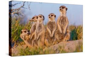 Meerkat Family II-Howard Ruby-Stretched Canvas