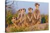 Meerkat Family II-Howard Ruby-Stretched Canvas