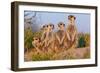 Meerkat Family II-Howard Ruby-Framed Photographic Print