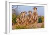 Meerkat Family II-Howard Ruby-Framed Photographic Print