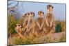 Meerkat Family II-Howard Ruby-Mounted Photographic Print