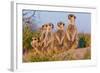 Meerkat Family II-Howard Ruby-Framed Photographic Print