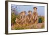 Meerkat Family II-Howard Ruby-Framed Photographic Print