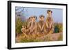Meerkat Family II-Howard Ruby-Framed Photographic Print