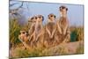 Meerkat Family II-Howard Ruby-Mounted Photographic Print