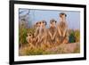 Meerkat Family II-Howard Ruby-Framed Photographic Print