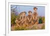 Meerkat Family II-Howard Ruby-Framed Photographic Print