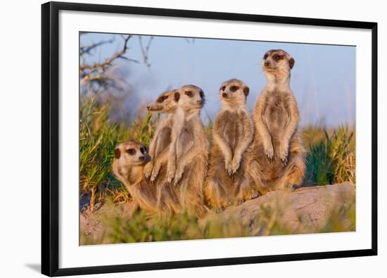 Meerkat Family II-Howard Ruby-Framed Photographic Print