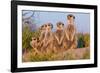 Meerkat Family II-Howard Ruby-Framed Photographic Print