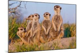 Meerkat Family II-Howard Ruby-Mounted Photographic Print