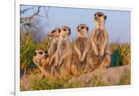 Meerkat Family II-Howard Ruby-Framed Photographic Print