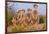 Meerkat Family II-Howard Ruby-Framed Photographic Print