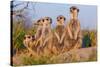 Meerkat Family II-Howard Ruby-Stretched Canvas