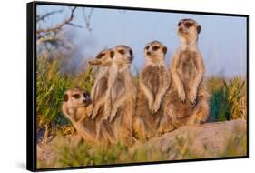 Meerkat Family II-Howard Ruby-Framed Stretched Canvas