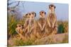 Meerkat Family II-Howard Ruby-Stretched Canvas