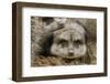 Meerkat family sleeping together-Adam Jones-Framed Photographic Print