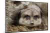 Meerkat family sleeping together-Adam Jones-Mounted Photographic Print