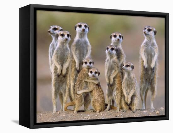 Meerkat Family with Young on the Lookout-null-Framed Stretched Canvas