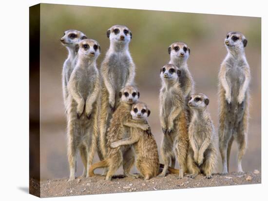 Meerkat Family with Young on the Lookout-null-Stretched Canvas