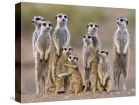 Meerkat Family with Young on the Lookout-null-Stretched Canvas