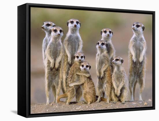 Meerkat Family with Young on the Lookout-null-Framed Stretched Canvas