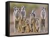 Meerkat Family with Young on the Lookout-null-Framed Stretched Canvas