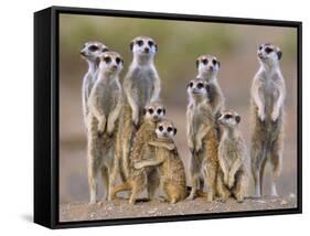 Meerkat Family with Young on the Lookout-null-Framed Stretched Canvas