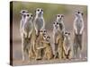 Meerkat Family with Young on the Lookout-null-Stretched Canvas