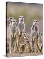 Meerkat Family with Young on the Lookout-null-Stretched Canvas