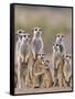 Meerkat Family with Young on the Lookout-null-Framed Stretched Canvas