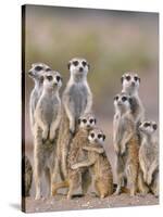 Meerkat Family with Young on the Lookout-null-Stretched Canvas