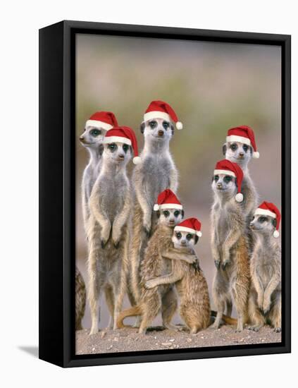 Meerkat Family with Young on the Lookout-null-Framed Stretched Canvas