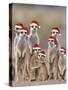 Meerkat Family with Young on the Lookout-null-Stretched Canvas