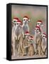 Meerkat Family with Young on the Lookout-null-Framed Stretched Canvas